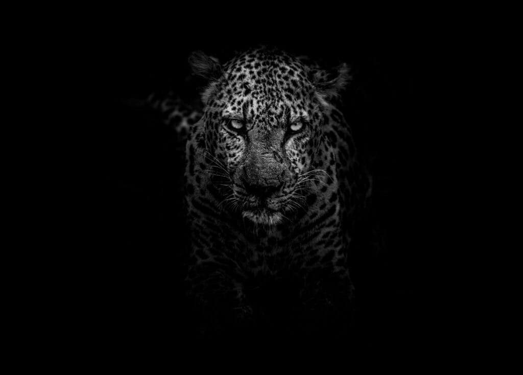 Leopard in the night showing a beast